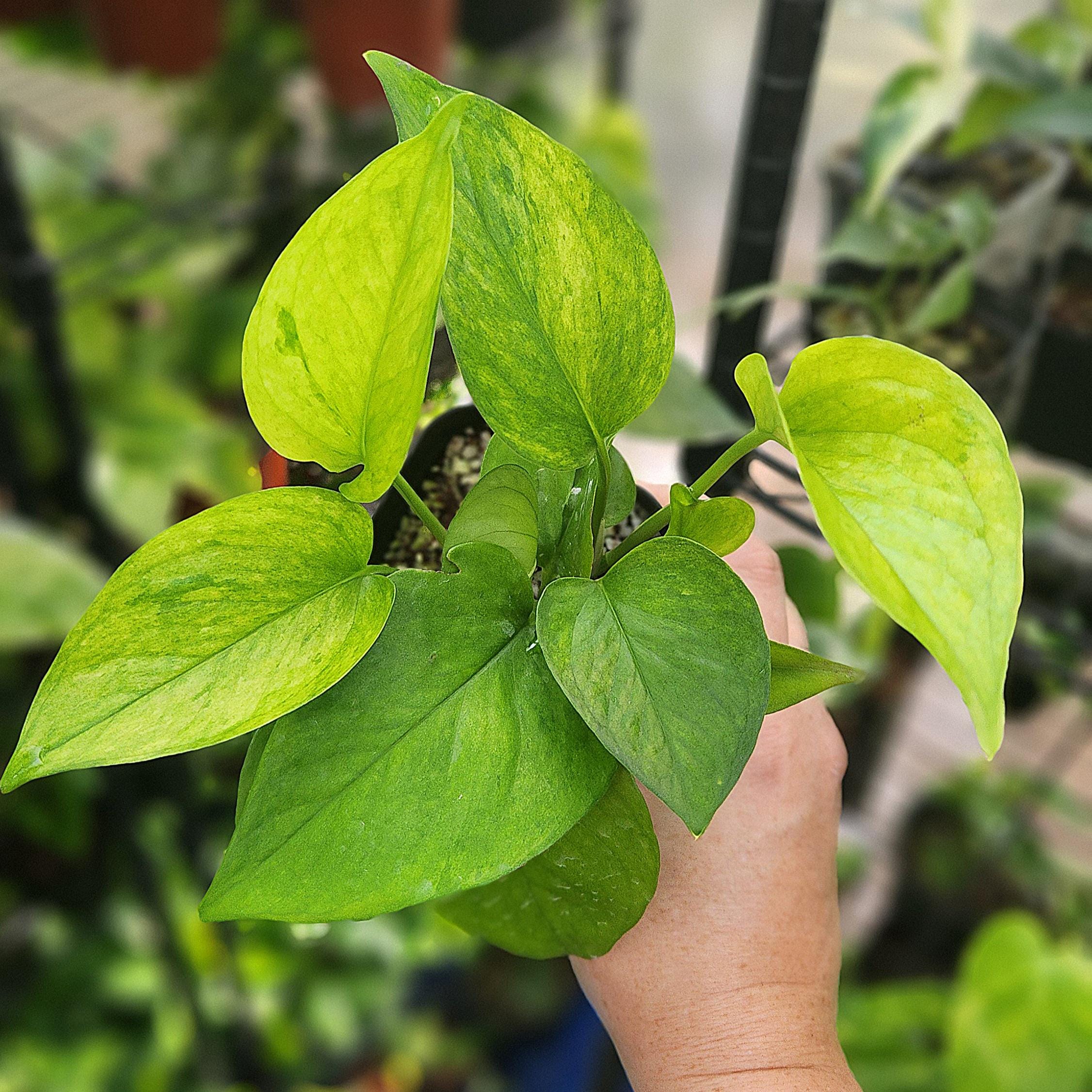 Jessenia Pothos - Epipremnum Aureum - Multiple Options - US Seller - Etsy