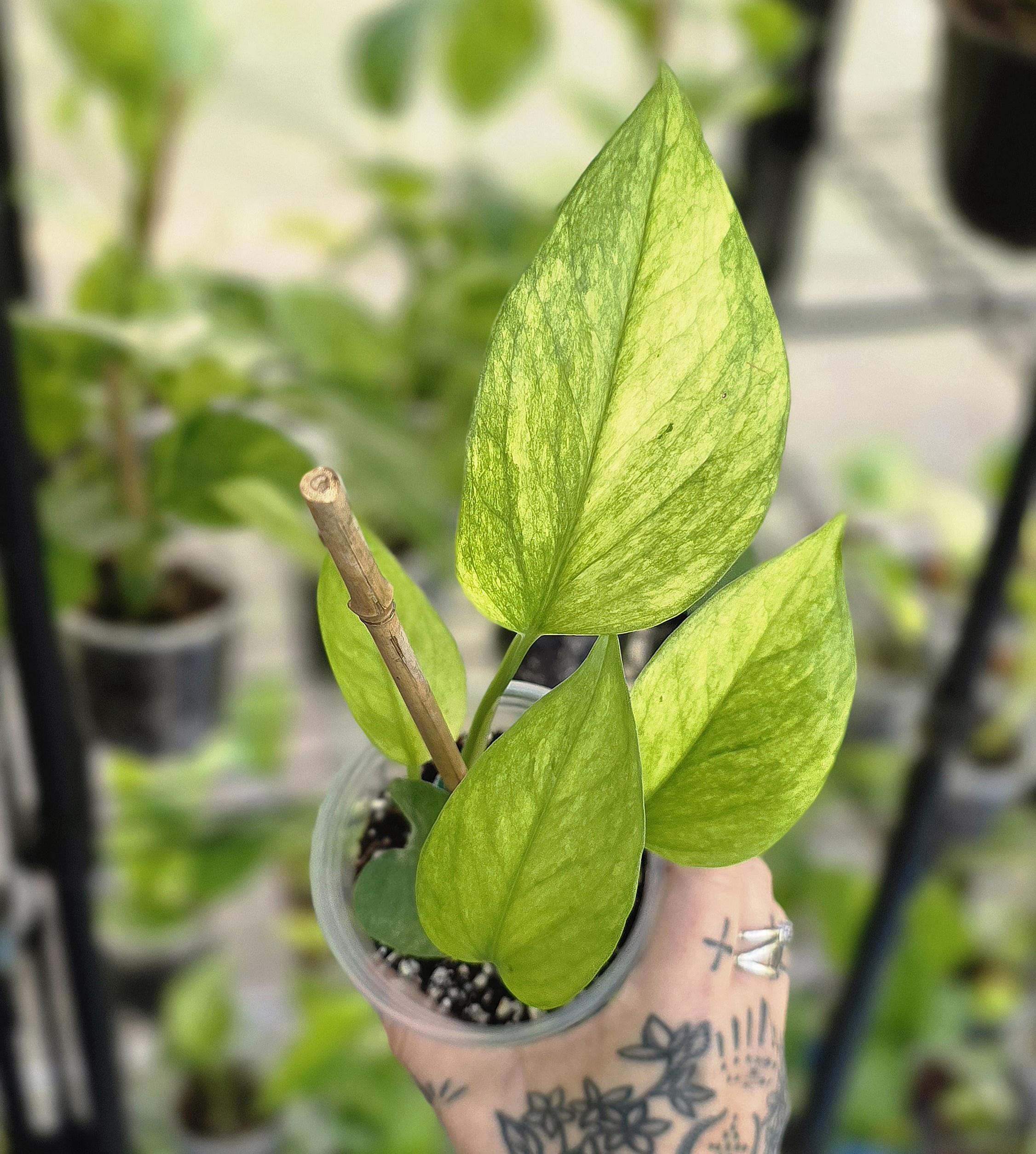 Jessenia Pothos - Epipremnum Aureum - Multiple Options - US Seller - Etsy