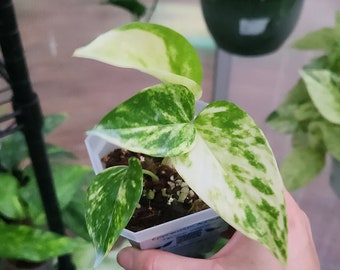 Teruno Valencia Pothos - RARE Japanese Pothos - Terunoworld Series