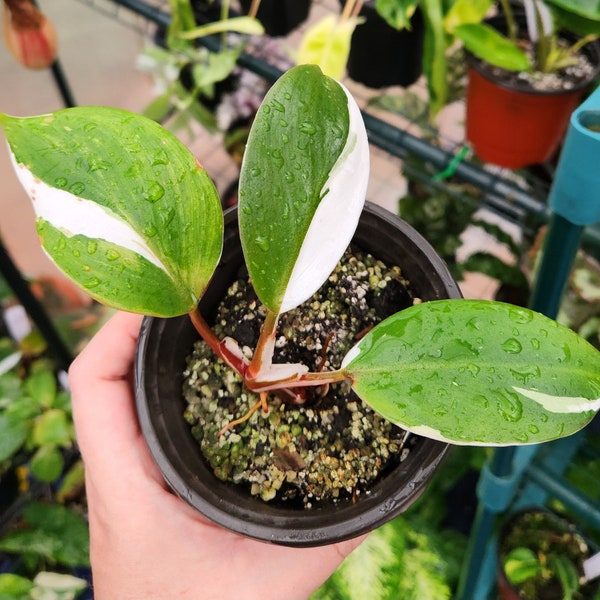 Philodendron White Knight **Rare Tropical Plant**
