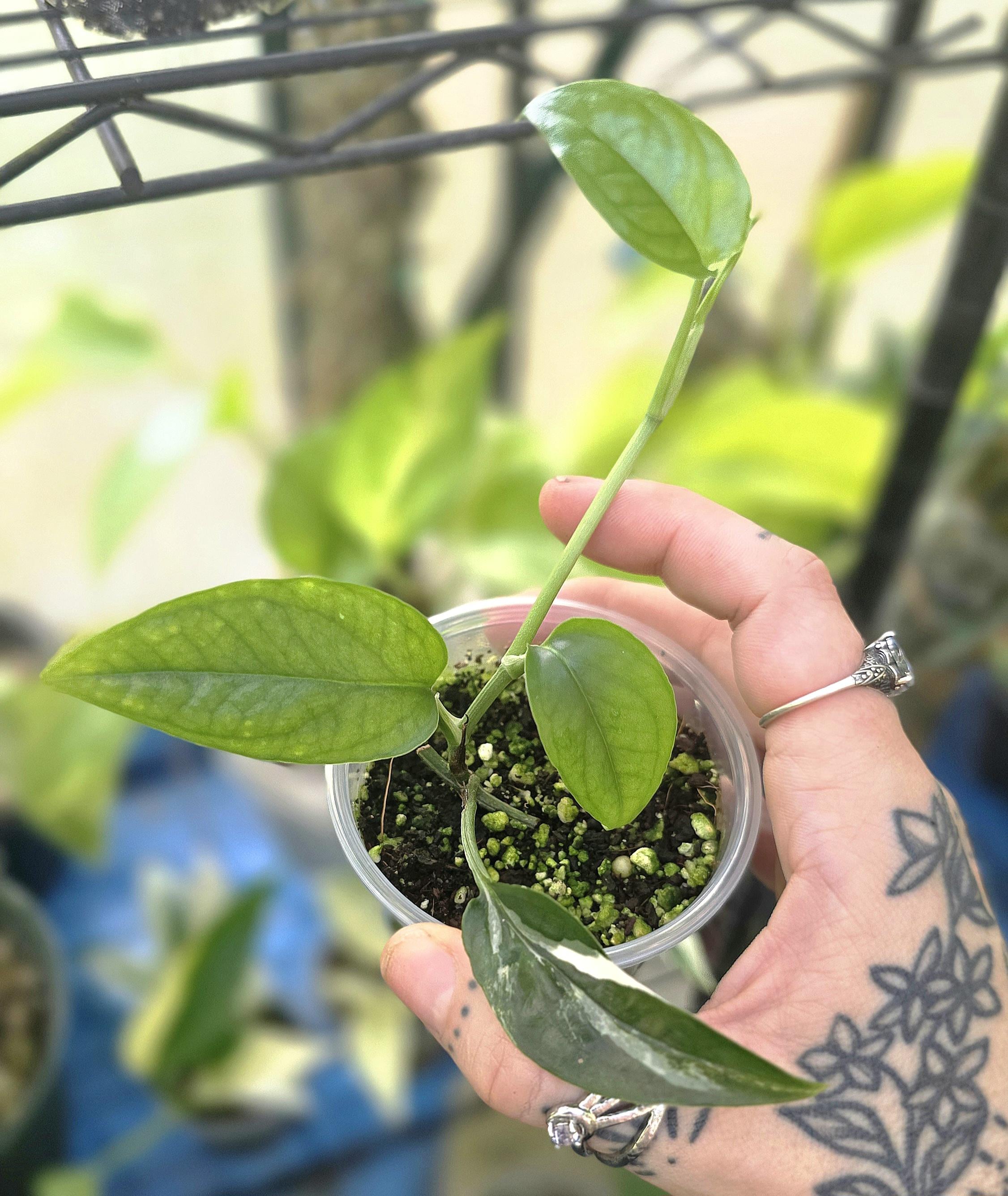 クプナ♡タペストリー♡ホヌ♡153×153♡セルドングリーン♡ Snowstorm Pothos - Epipremnum Pinnatum - New Cultivar - Exact