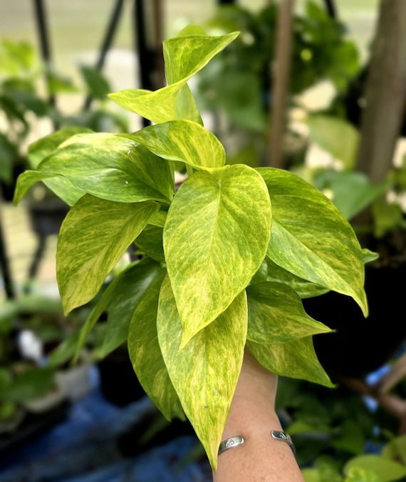 Neon Queen Pothos - Epipremnum Aureum - US Seller - Etsy Israel