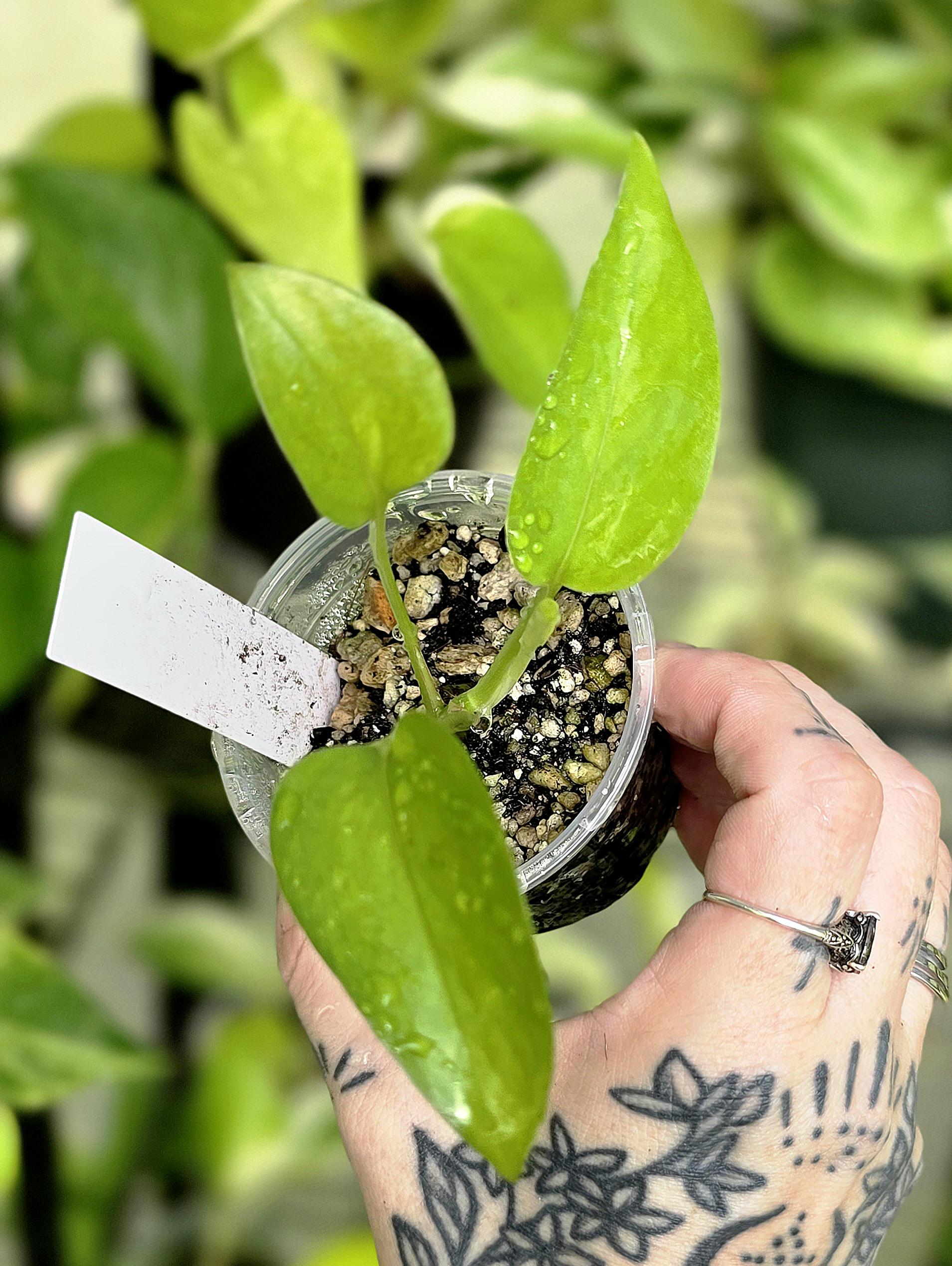 Teruno Rencontre / L'encontre Pothos - RARE Japanese Pothos