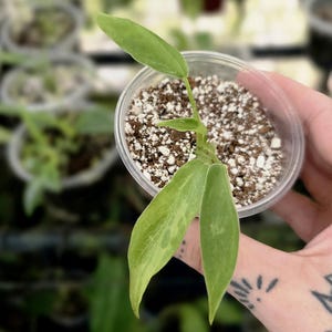 May include: A small Philodendron plant with variegated light green and cream leaves planted in a clear plastic cup filled with a soil and perlite mixture. The plant features three distinct elongated leaves extending from a central stem.