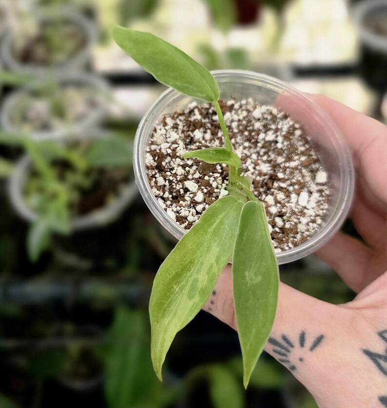 May include: A small Philodendron plant with variegated light green and cream leaves planted in a clear plastic cup filled with a soil and perlite mixture. The plant features three distinct elongated leaves extending from a central stem.