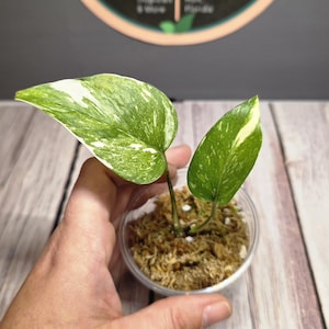 Colorado Constellation - Epipremnum Aureum - RARE Pothos - Multiple Options - US Seller