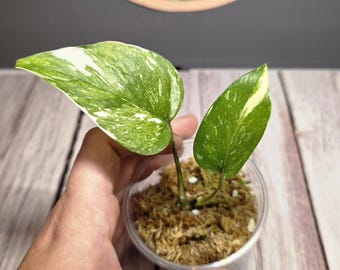 yellow leaves zz plant Zamioculcas 'Chameleon' | Rare Yellow ZZ Plant