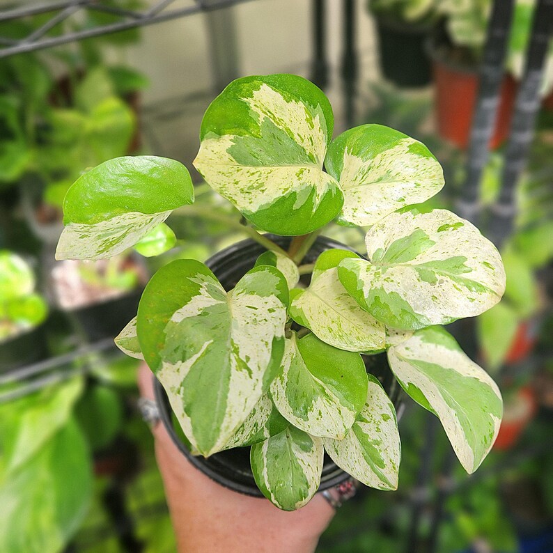 LSOHPlantLady Pearls and Jade Pothos