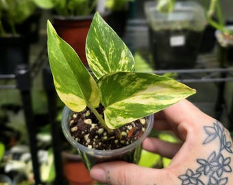 maranta leuconeura prayer plant Buy a Red Prayer Plant – Hey Rooted