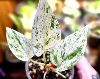 【超マニア向け】Pothos aff.remotiflorus【ジメジメ系】① Teruno Lovesong Pothos - RARE Japanese Pothos - Terunoworld Series