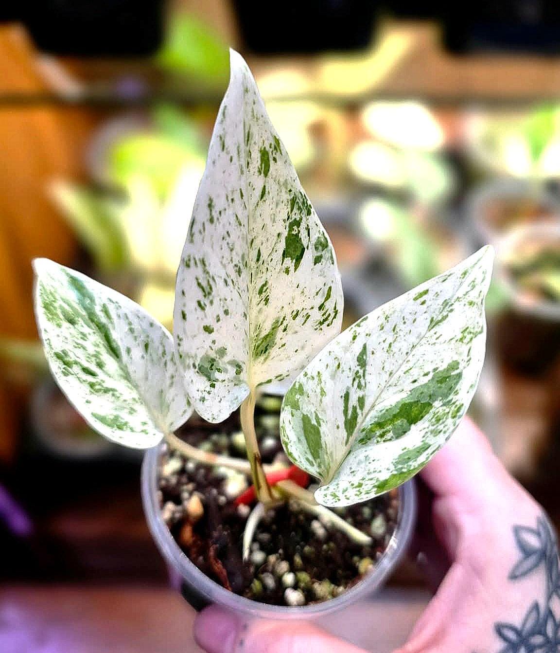 Teruno Alice Pothos - RARE Japanese Pothos - Terunoworld Series #7