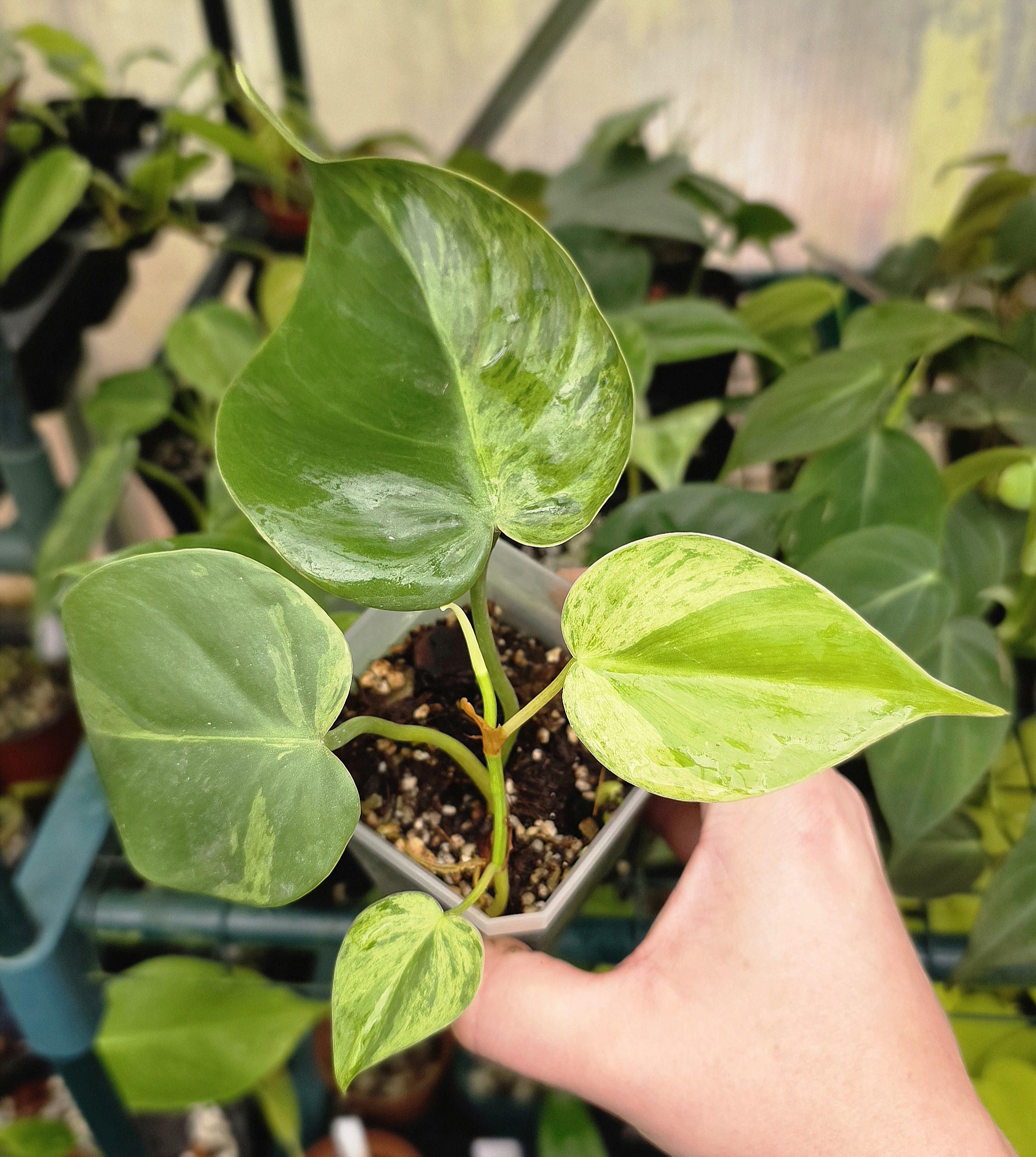Variegated Heartleaf Philodendron - Hederaceum - Multiple Options - US  Seller - Etsy Denmark