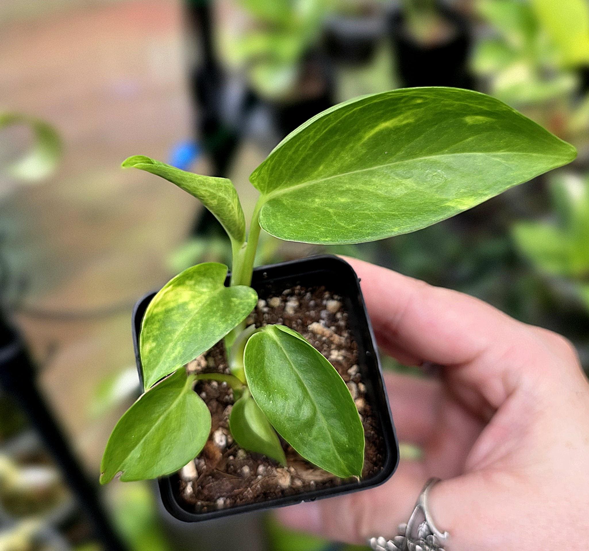 Teruno Jack Pothos - RARE Japanese Pothos - Terunoworld Series #22