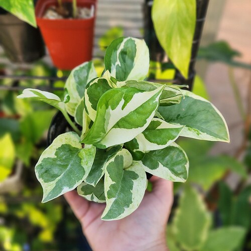 N'Joy Pothos - Epipremnum Aureum - Multiple Options - US Seller