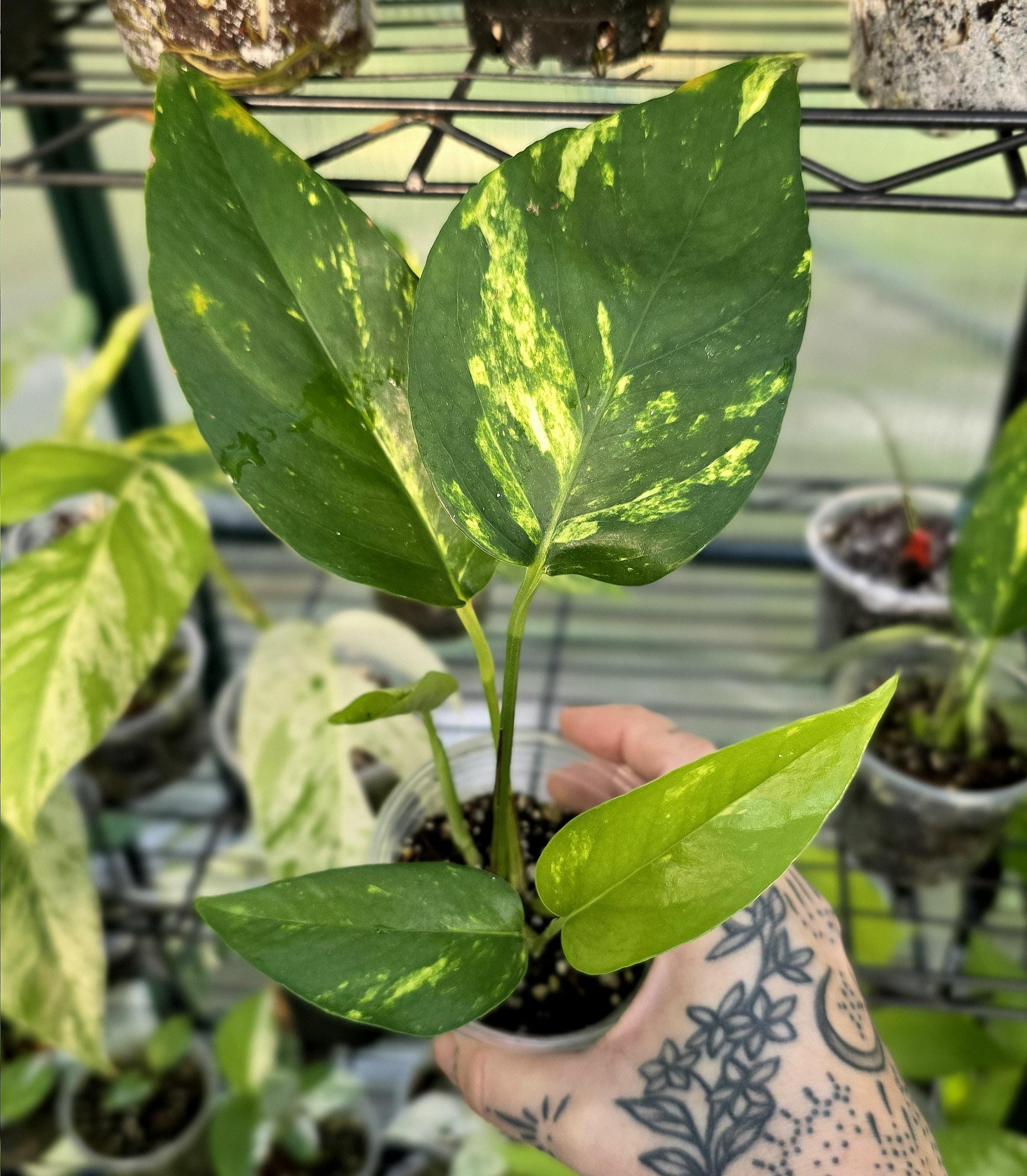 Yellow Sunrise Pothos - Epipremnum Pinnatum - Uncommon Cultivar - US SELLER  - Etsy