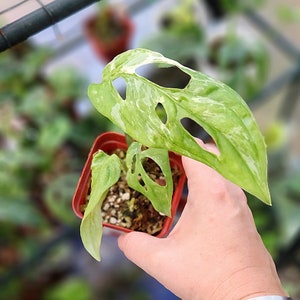philodendron bifurcatum Philodendron furcatum — Ecuagenera Orquídeas del Ecuador