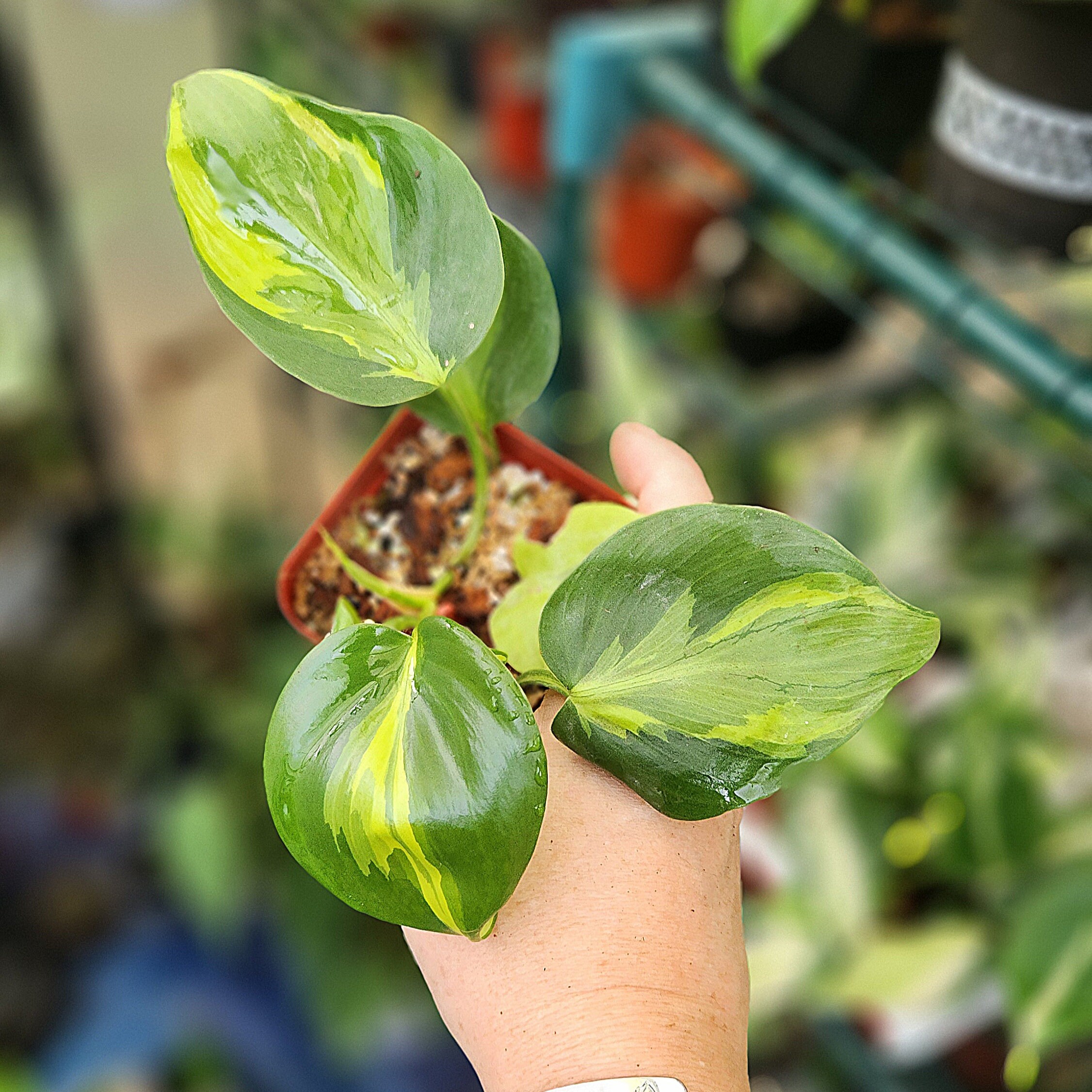 Philodendron Hederaceum Carnival - Heartleaf Philodendron Cultivar *US  Seller* - Etsy