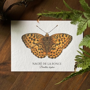 Carte « Nacré de la ronce» • Illustration • aquarelle, carte postale, format A6, papier recyclé