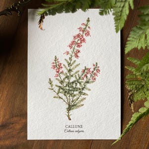 Carte « Callune» • Illustration • aquarelle, carte postale, format A6, papier recyclé