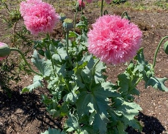 50 Pale Pink Peony Poppy / Paeony/ Pompom/ Flower Seeds/ Poppies ...