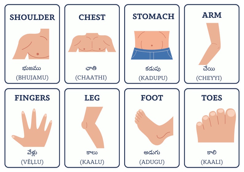 Telugu Flashcards Body Parts Etsy