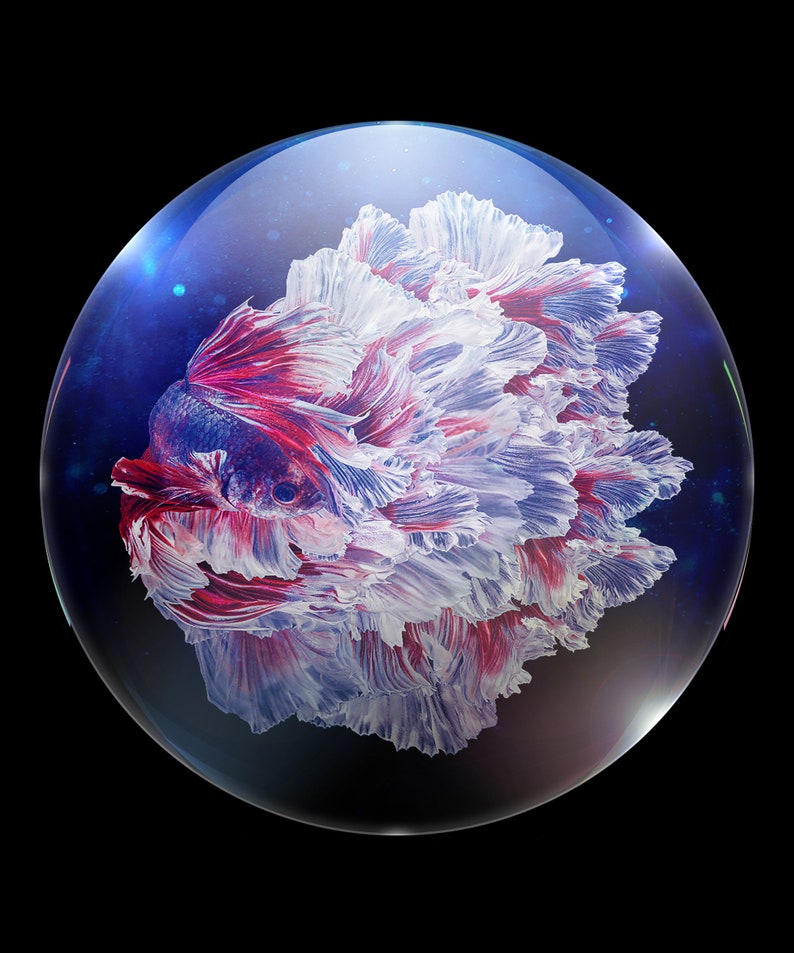 May include: A red and white betta fish with long, flowing fins is inside a clear glass sphere. The sphere is against a black background.