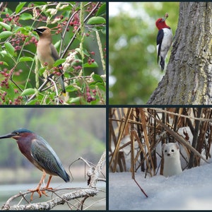 Notitiekaarten met foto van het wild | Vogelkaarten, blanco binnenzijde, originele fotografiekaarten, natuurkaarten, wenskaart, inspirerende citaten