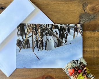 Ermine Photo Note Cards 4-Pack | Animal Cards, Blank Inside, Original Photography Cards, Nature Cards, Greeting Card, Inspirational Quotes