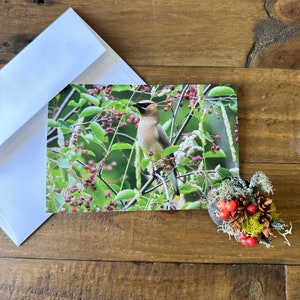 Cedar Waxwing Photo Note Cards 4-Pack | Karty z ptakami, Puste wnętrze, Oryginalna fotografia, Karty przyrodnicze, Kartka okolicznościowa, Inspirujące cytaty