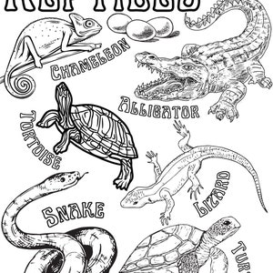 May include: Black and white line drawing illustration of different types of reptiles. The reptiles include a chameleon, alligator, tortoise, snake, lizard, and turtle. The word "REPTILES" is at the top of the image.