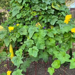 Luffa Seeds x15 seeds