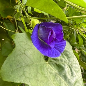 Vlindererwt Bloemzaden x10