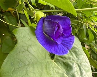 Semillas de flor de guisante mariposa x10