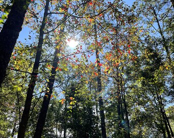 Puede incluir: Una vista de la copa de un bosque con árboles altos y un sol brillante que brilla a través de las hojas. Algunas de las hojas se están volviendo rojas, naranjas y amarillas, lo que indica el cambio de estaciones.