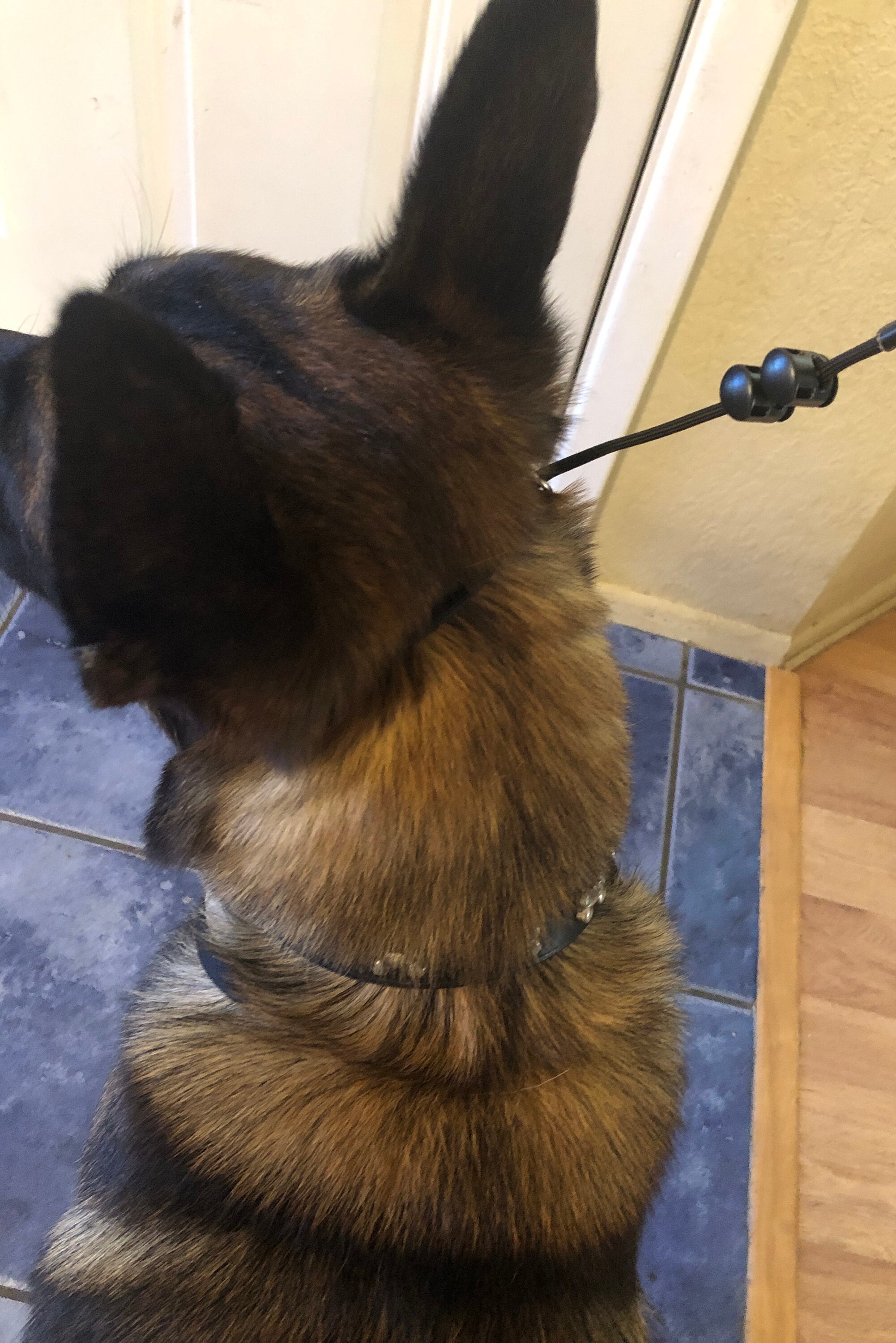 Dominant Dog/ Grot /french Training Collar, Paracord Etsy