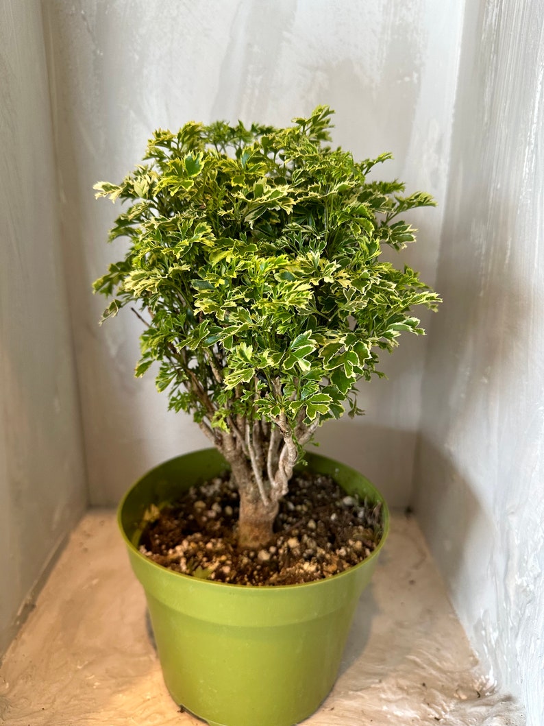 Aralia Ming Gold Bonsai Aralia Parsley Stunning Variegated Etsy
