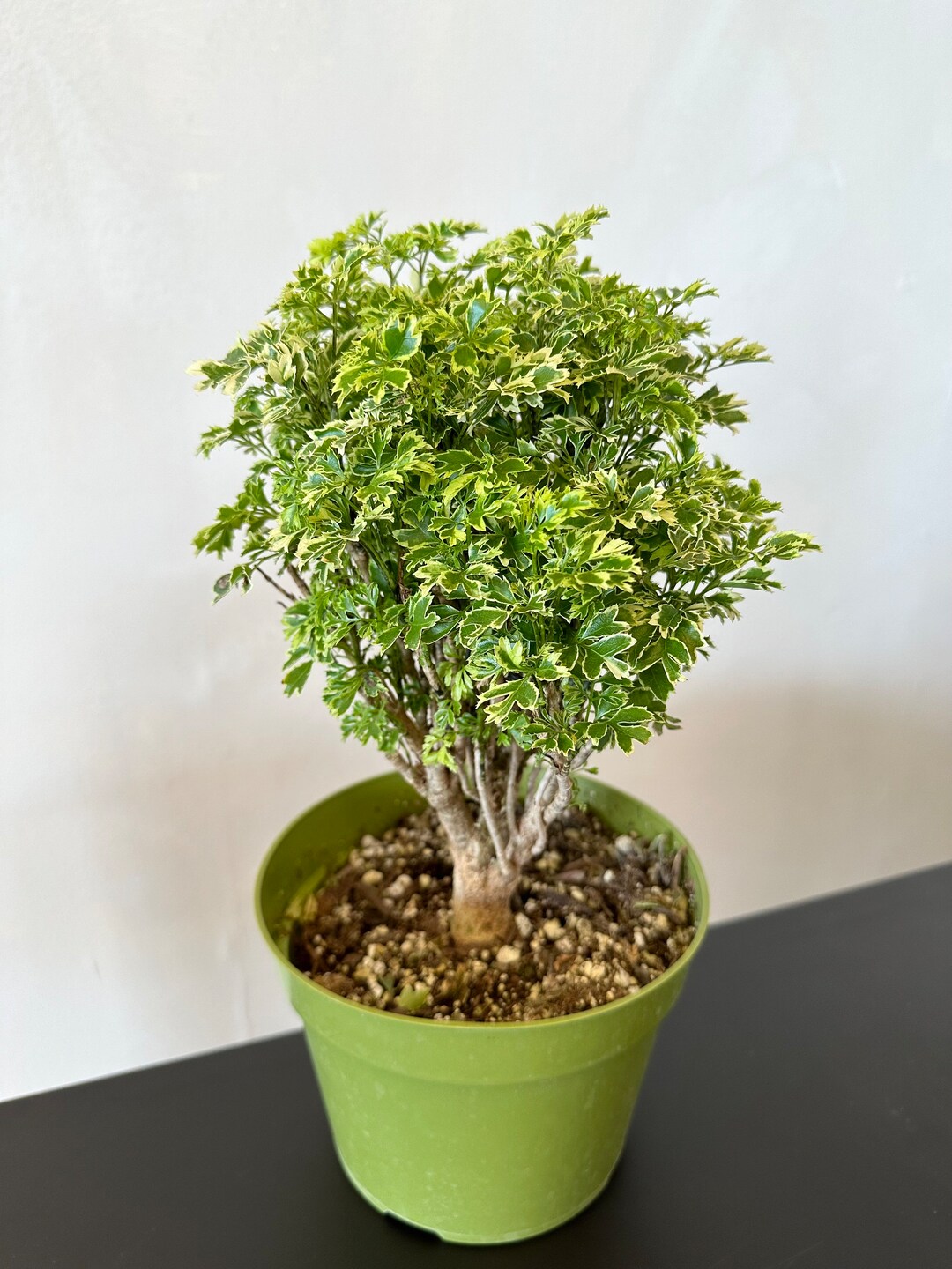 Aralia Ming Gold Bonsai Aralia Parsley Stunning Variegated Etsy