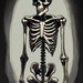 5 Digital Downloads, Skeleton Collection, Halloween Decor, Halloween ...