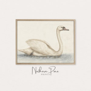 Vintage Swan Print | Swan Nursery Art | Swan Lake Wall Décor | Printable Art Download