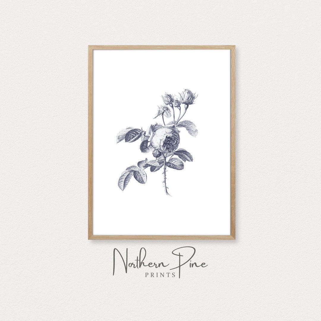 Antique Botanical Rose Print | Vintage Flower Sketch | Floral Wall ...