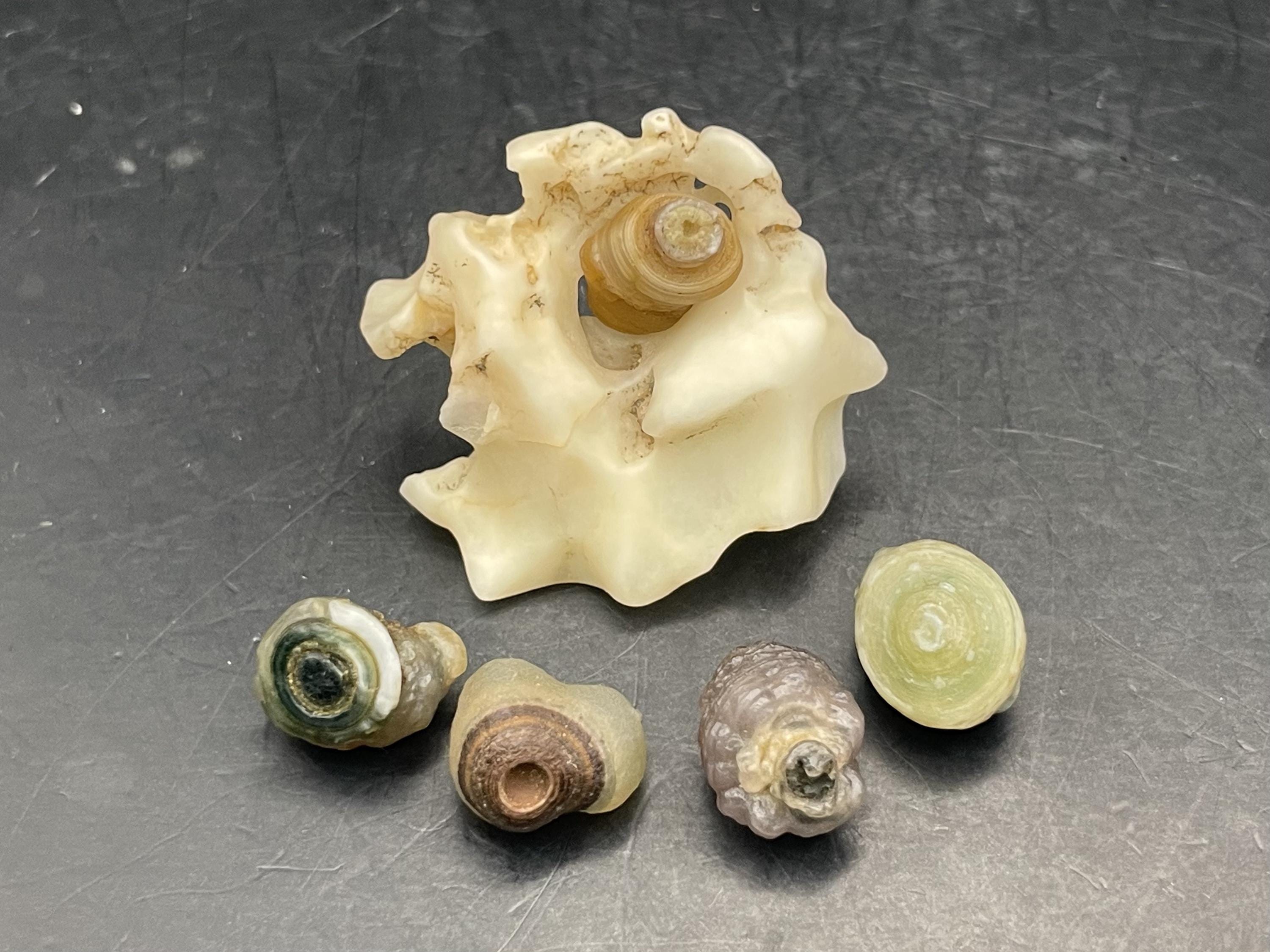 Suiseki stones - Etsy 日本