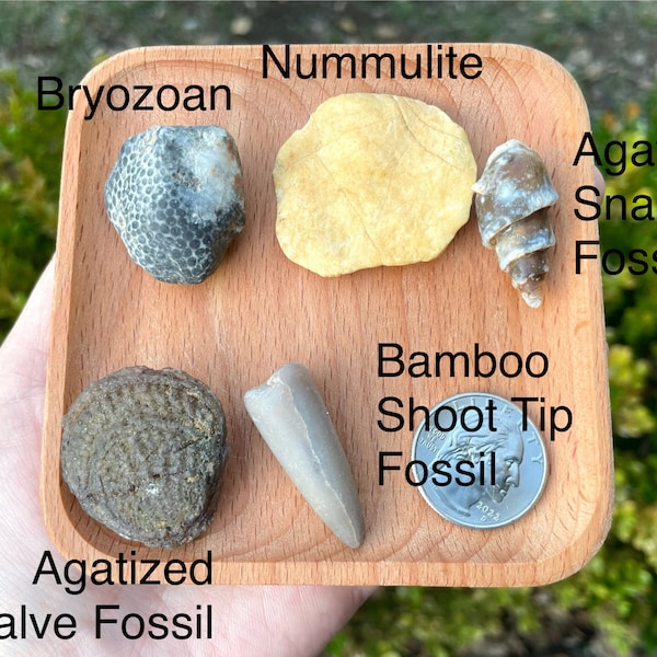 Fossil Collector Box of 5 pieces: Bryozoan, Nummulite, Agatized Snail, Agatized Bivalve, Bamboo Shoot Tip Fossil