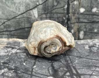 Off-White and Gray Mongolian Gobi Desert Agate with a watchful creature's eye