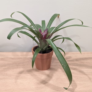 3D Printed Classic Planter with Drain holes