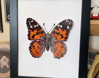 Paper Pinned Butterfly - Painted Lady