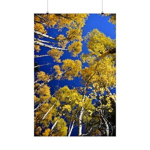 Herbst. Original Fotografie Poster Gelb Aspen Bäume Matt Vertikal