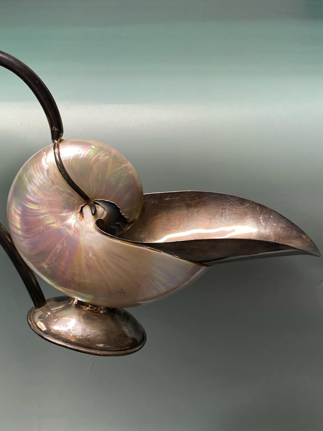 Antique Italian Sterling Silver Nautilus Shell Gravy Boat - FREE ...