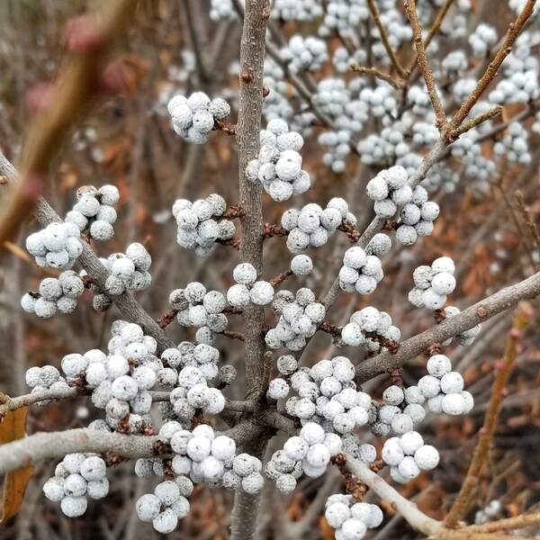 Organic Northern Bayberry Berries for candle-making