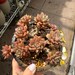 see more listings in the succulents section