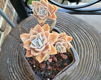 6”Graptoveria'HarryWatson